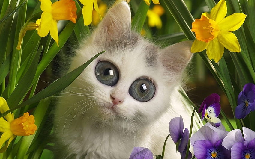 waaaaaaaaaaaaaaaa, white, big, fuzzy, eyes, cat HD wallpaper