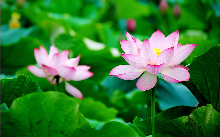Lotus Flower Wallpapers  Top Free Lotus Flower Backgrounds   WallpaperAccess