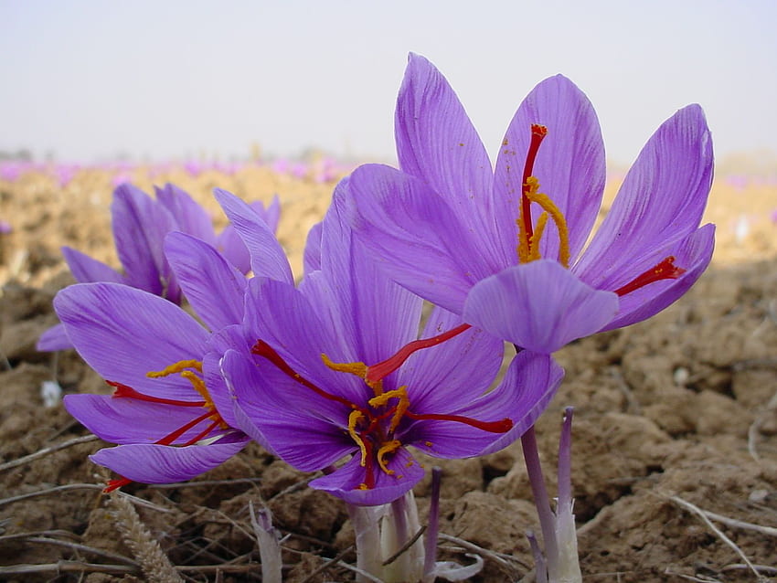 Móvil Crocus Flowers - Flor de Azafrán - fondo de pantalla