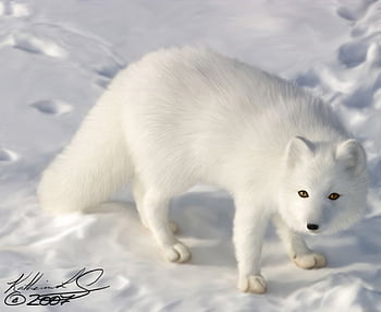 The arctic fox also called as white fox, snow fox or polar fox is small in  stature with a species name Vulpes Lagopus. It is seen in the Northern  Hemisphere HD wallpaper |