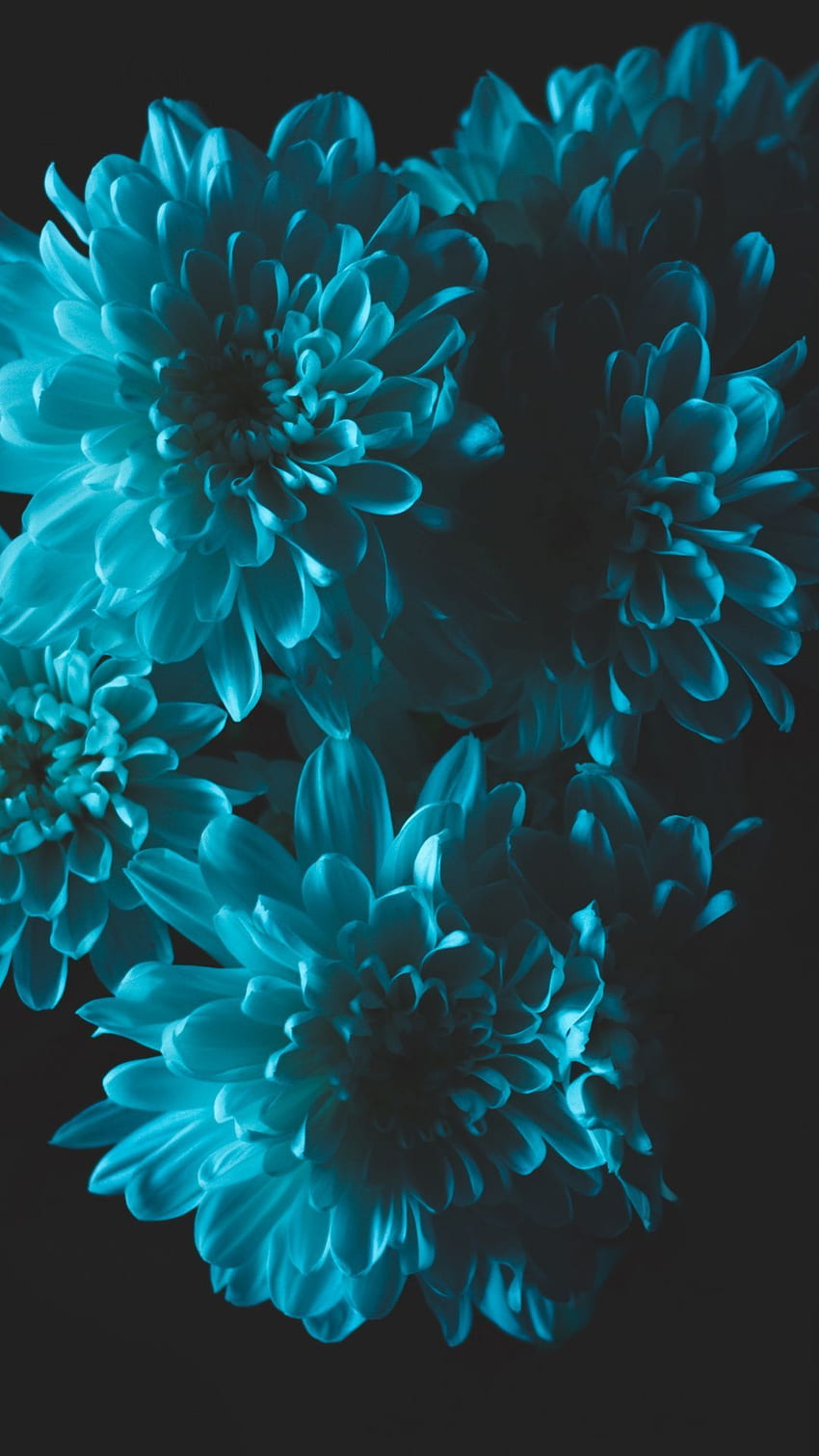 청록색, 그래픽 디자인, 꽃, 프랙탈 아트, 아쿠아. 꽃무늬폰, 청록아이폰, 아쿠아 HD 전화 배경 화면