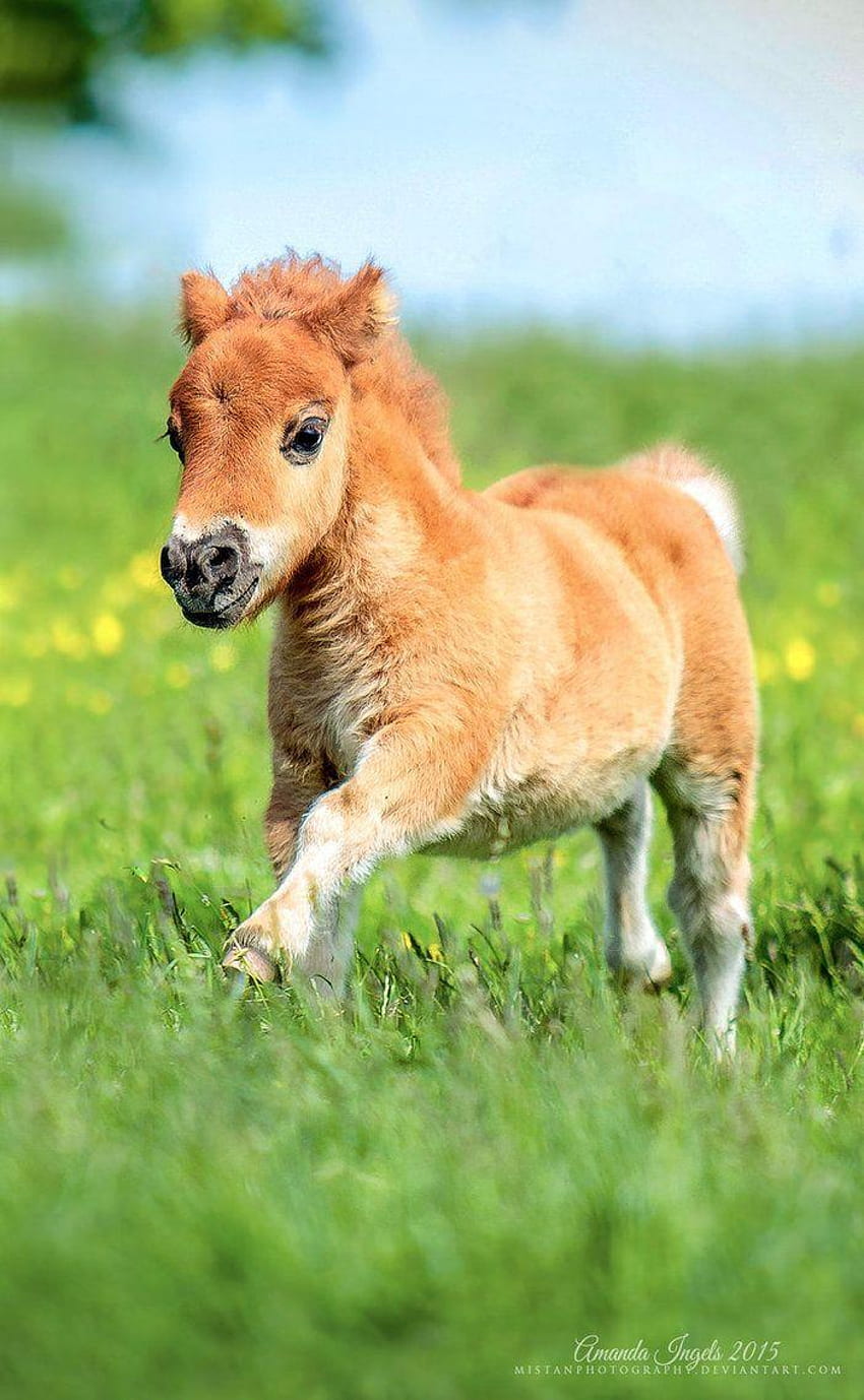 really cute baby horses