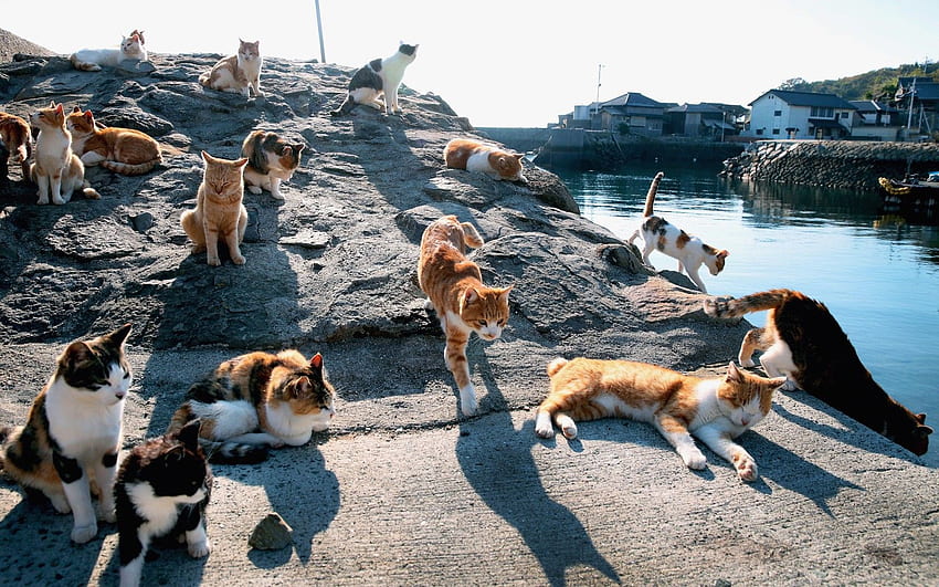 Japonya'da Kedi Kültürü - Kültür ShokkU, Japon Kedisi HD duvar kağıdı