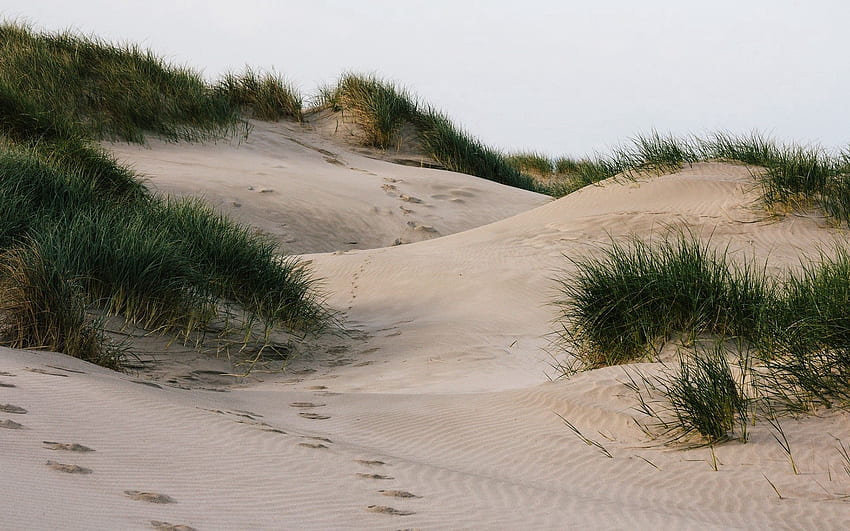 Nature, Grass, Sand, Traces HD wallpaper
