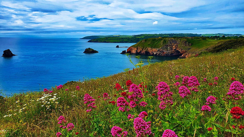 Berry Head, Devon, UK, wildflowers, sea, coast, clouds, sky HD wallpaper