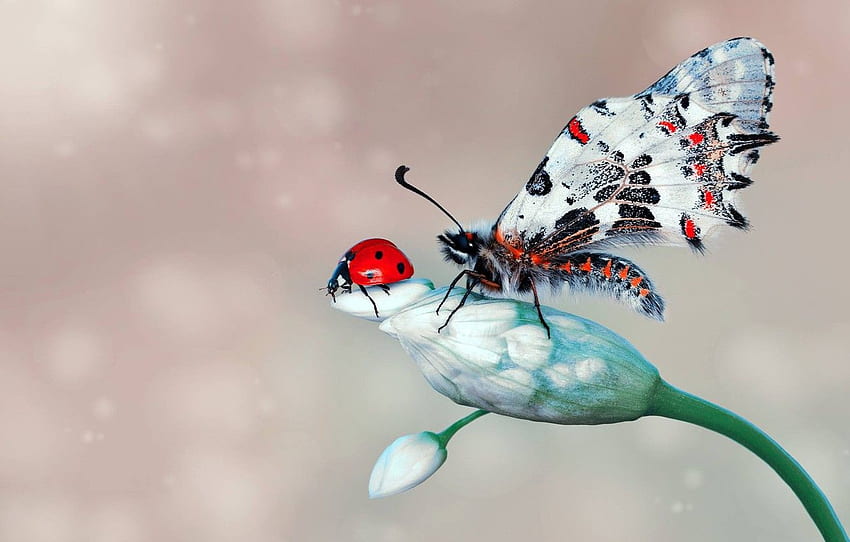 Blume, Makro, Insekten, Hintergrund, Schmetterling, Marienkäfer, Käfer, Knospen für , Abschnitt макро HD-Hintergrundbild