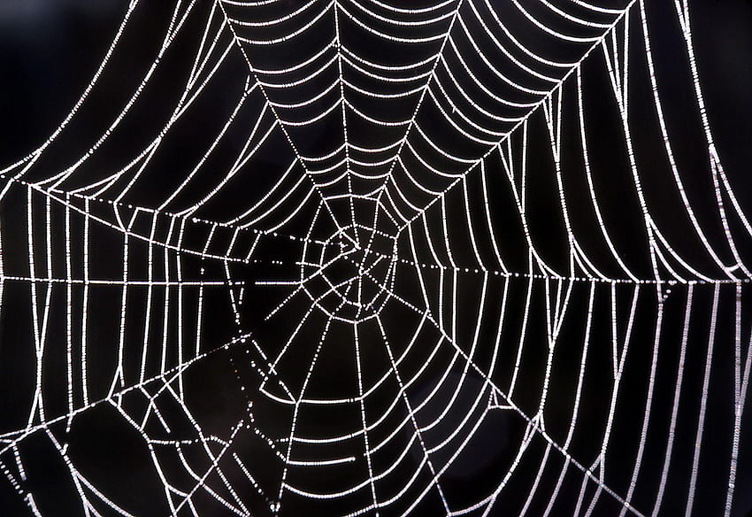 Spider Web, Black Spider Web HD wallpaper | Pxfuel