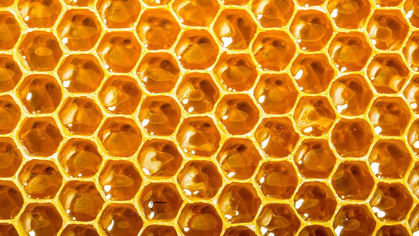 For Beehive q Cover - Inside A Hive - HD wallpaper