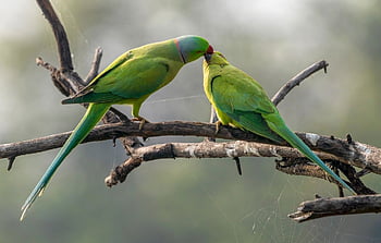 Page 2 | the green parrot bird HD wallpapers | Pxfuel