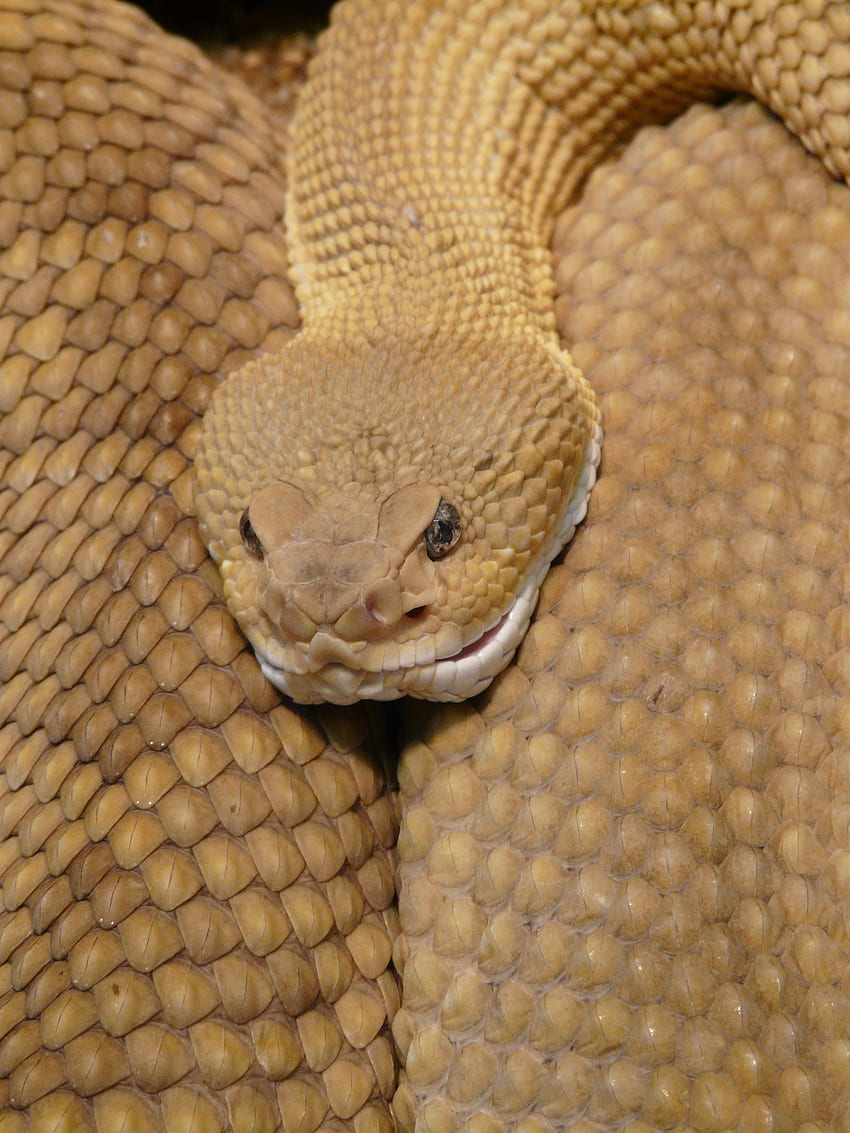 /바실리스크 방울뱀 방울뱀 뱀 독사, Viper Snake iPhone HD 전화 배경 화면