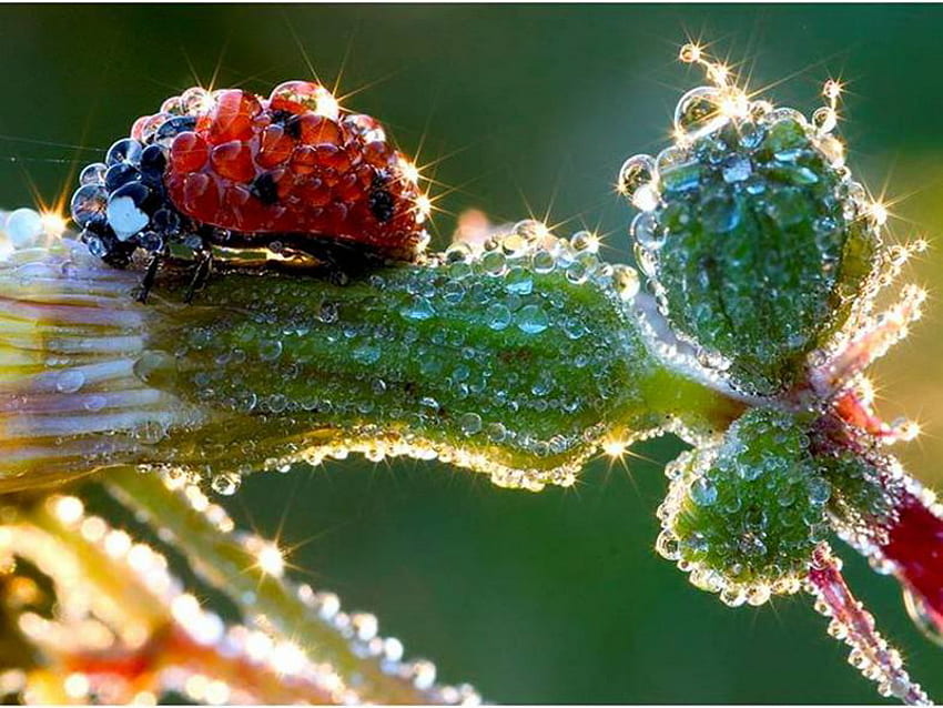 ladybug, sunshine, morning, dew, luck HD wallpaper