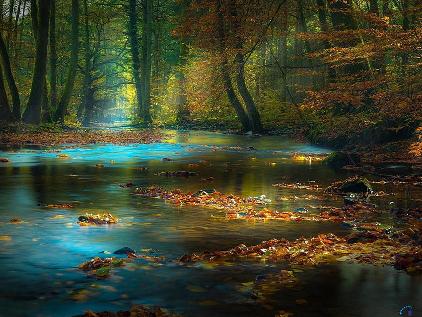 Daun-daun Berjatuhan di sungai, sungai, sungai kecil, dedaunan, pohon, musim gugur, alam, hutan Wallpaper HD