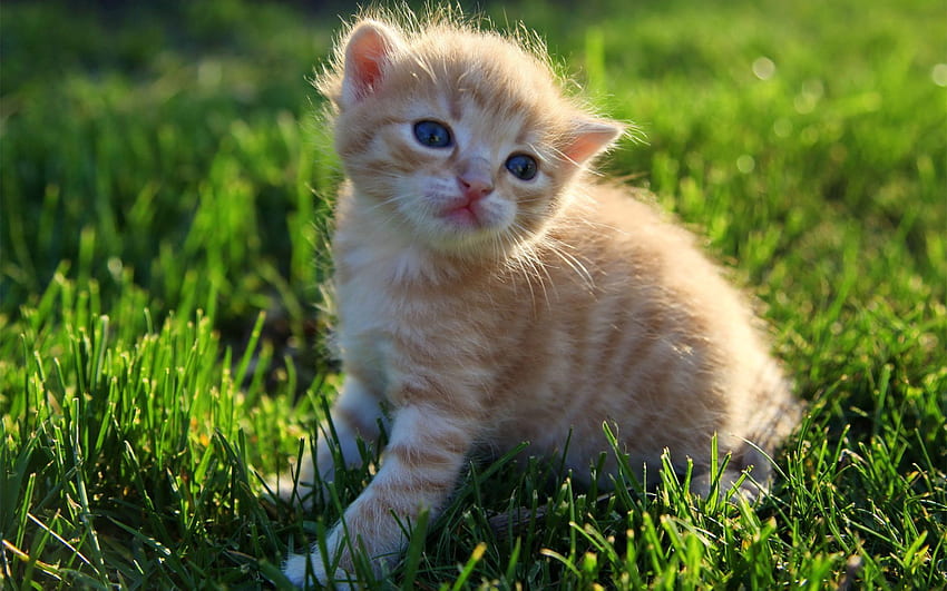 동물, 잔디, 앉다, 솜털 같은, 고양이 새끼 HD 월페이퍼
