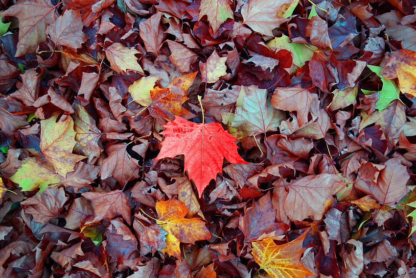 Natureza, Outono, Folhas, Bordo, Caído papel de parede HD