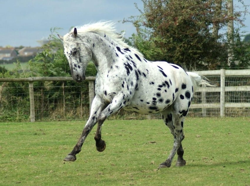 Its Spotty, animal, appaloosa, horse, spotty HD wallpaper