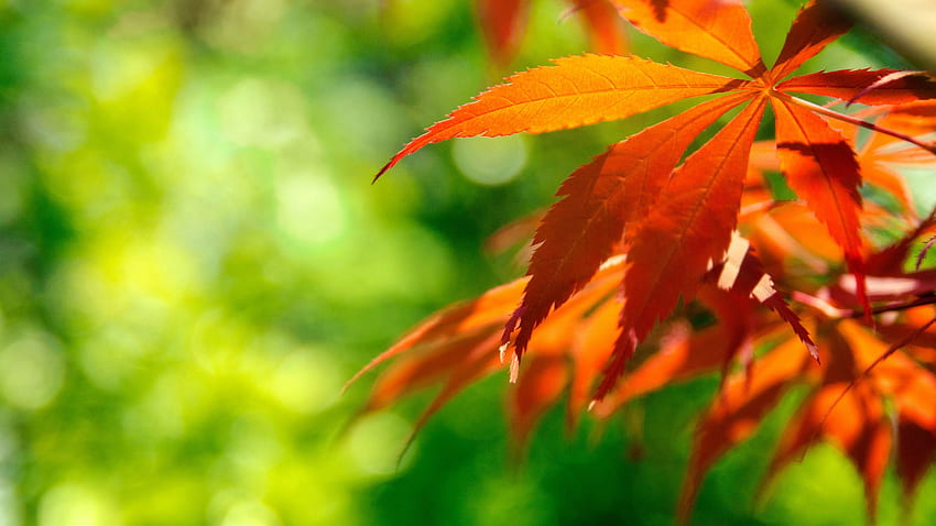 Orange Japanese Maple Leaves «, Orange Leaf HD wallpaper