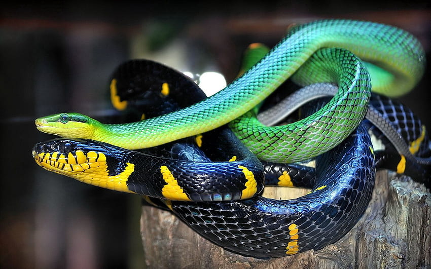 zwierzęta, kolor, wąż, łuski, skala Tapeta HD