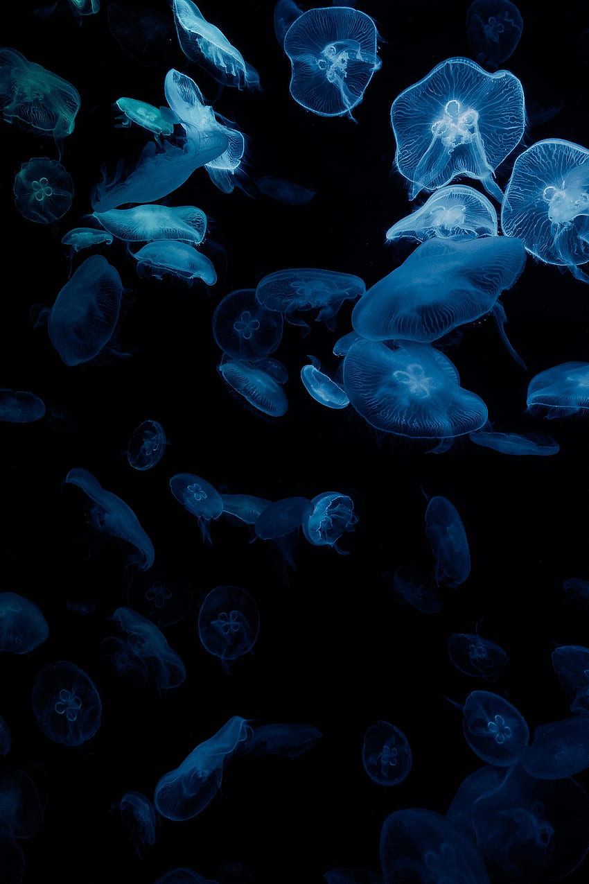 Jellyfish, Dark, Glow, Aquarium, Aesthetics HD phone wallpaper