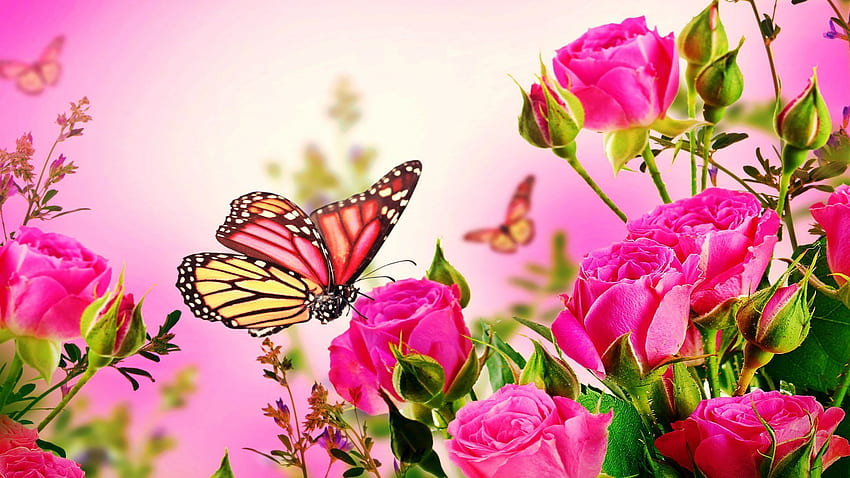 Pink Rose Butterfly.. de Rosas Rosadas, Flores, Rosas y Mariposas fondo de pantalla