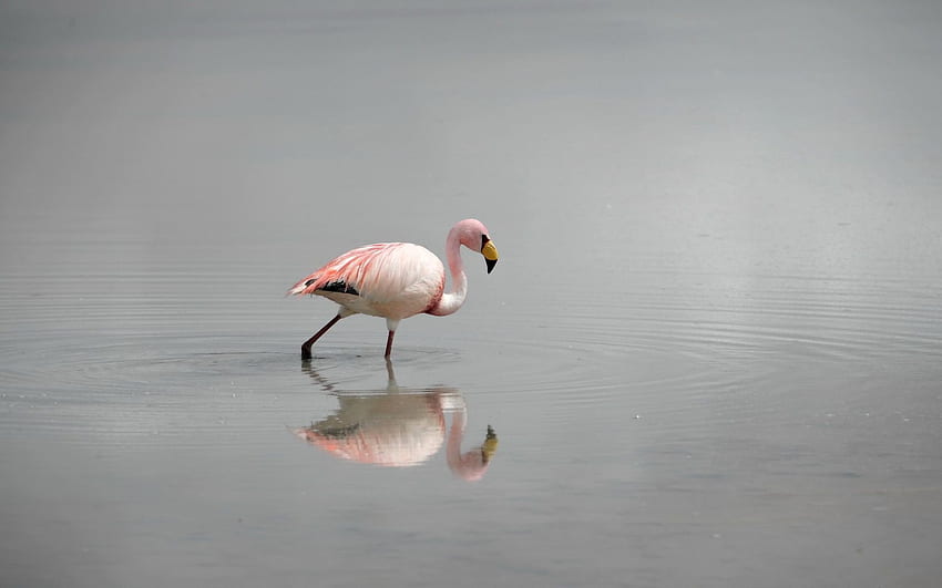 Tiere, Wasser, Flamingo, Vogel, Nebel HD-Hintergrundbild