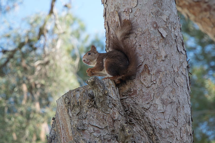 Animals, Squirrel, Wood, Tree, Rodent HD wallpaper
