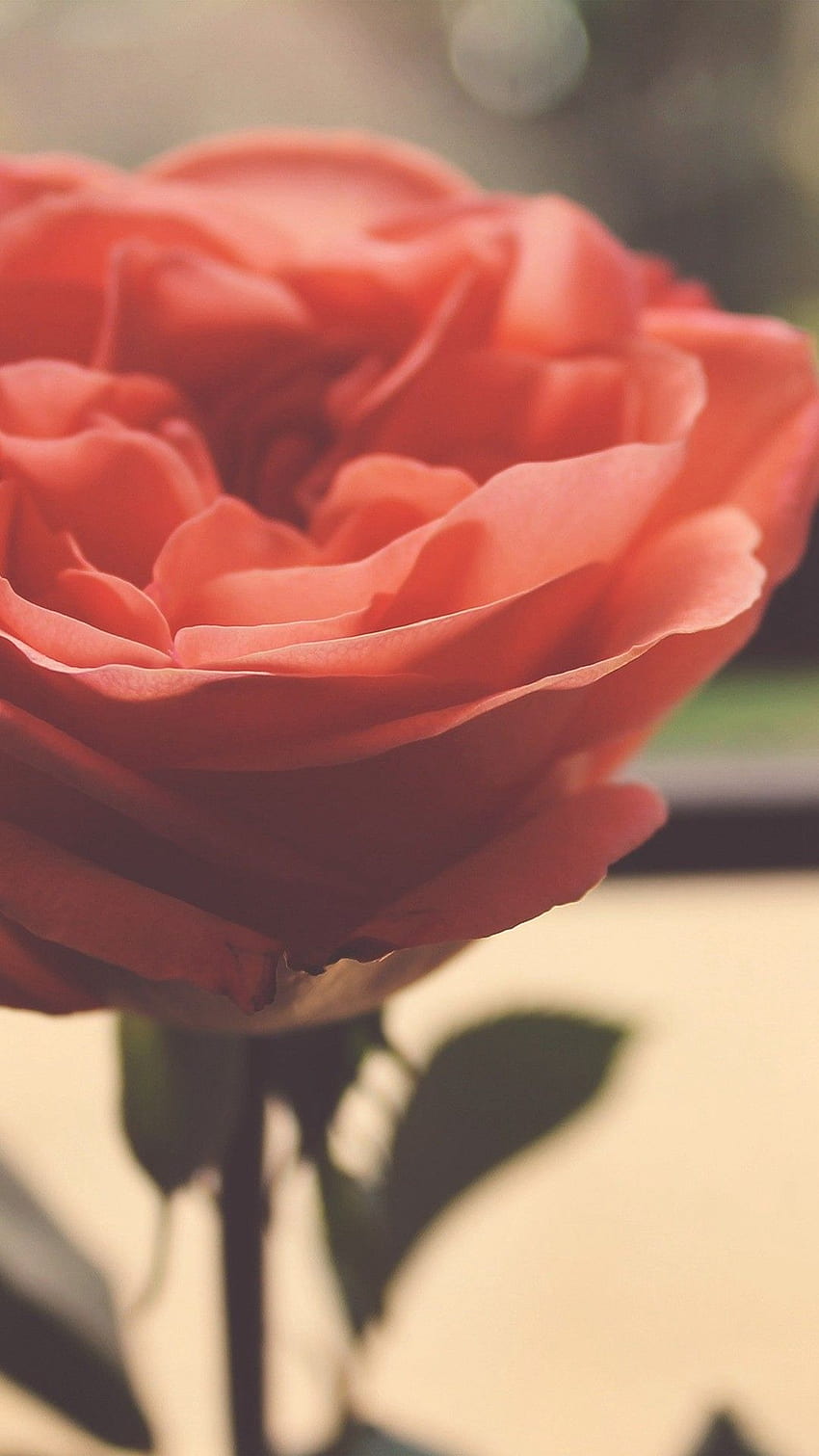 Rose Flower Nartue Home Love Art - iPhone Or Rose Mignon -, Or Floral Fond d'écran de téléphone HD