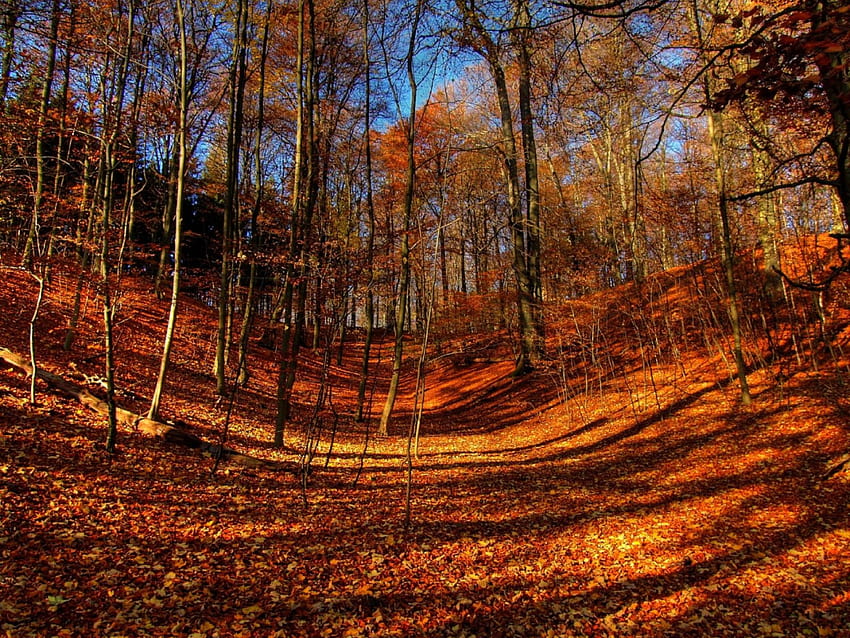hutan musim gugur, musim gugur, hutan Wallpaper HD