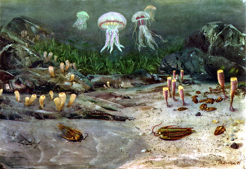 dipinti meduse anemoni di mare vita marina preistorica zdenek burian Alta qualità, alta definizione Sfondo HD