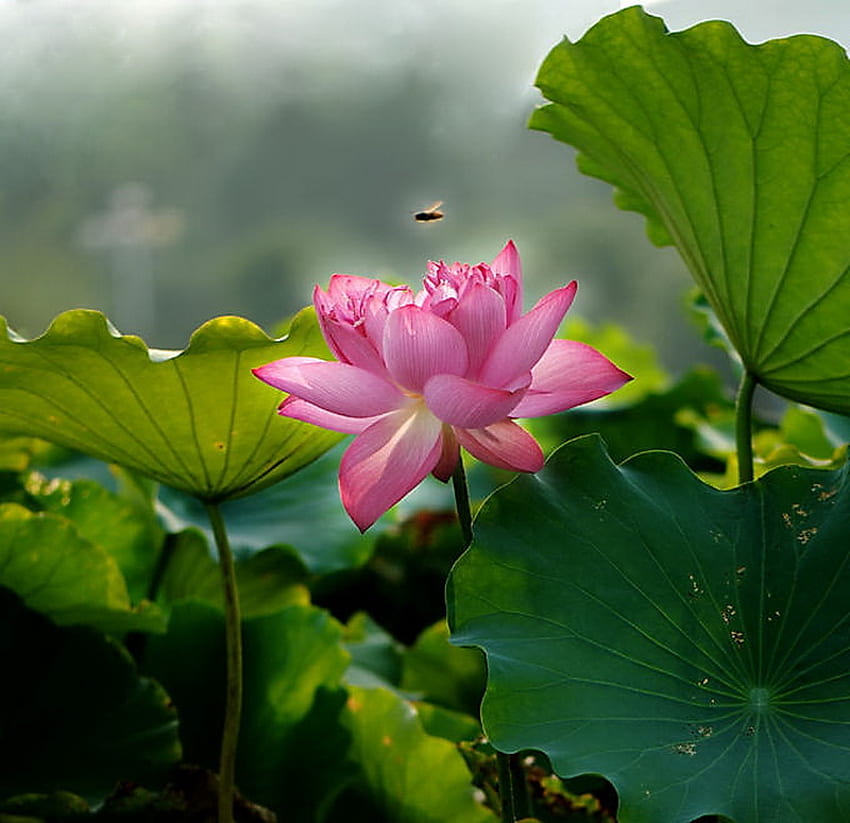 Lily pond morning, flying insect, leaves, misty morning, pink lily, green, lily pond HD wallpaper