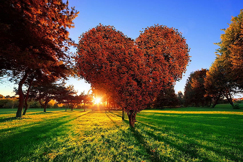 Heart Nature Parks Sunrises and sunsets Grass, Heart Tree HD wallpaper