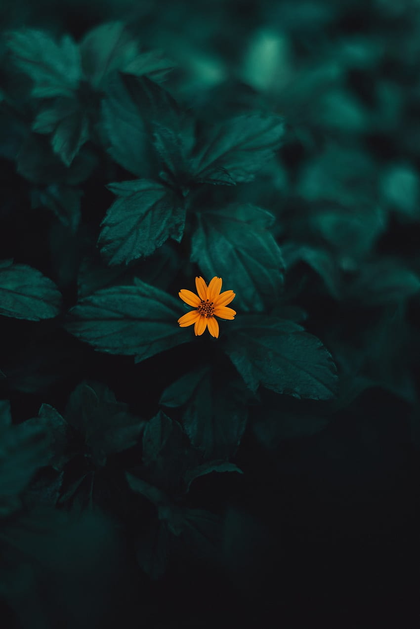 Small Flowers , Small Aesthetic HD phone wallpaper