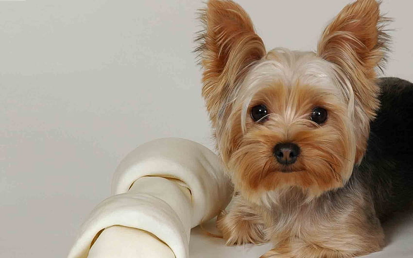 Animals, To Lie Down, Lie, Dog, Muzzle, Beautiful, Cloth, Yorkshire Terrier HD wallpaper