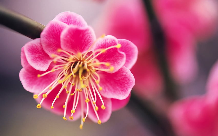 Spring, branch, pink, yellow, flower, nature, beauty HD wallpaper