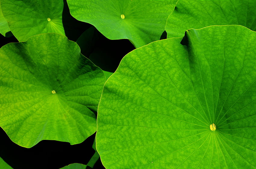 tanaman air, latar belakang, Biologi Tumbuhan Wallpaper HD