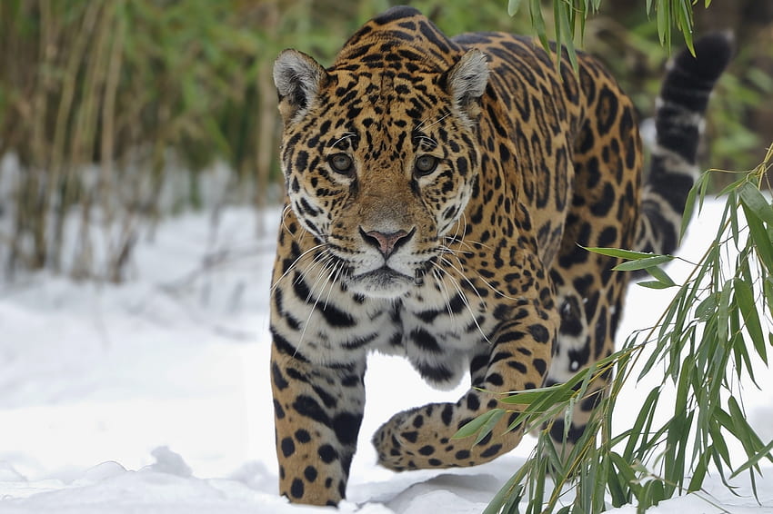 Животни, сняг, ягуар, голяма котка, разходка HD тапет