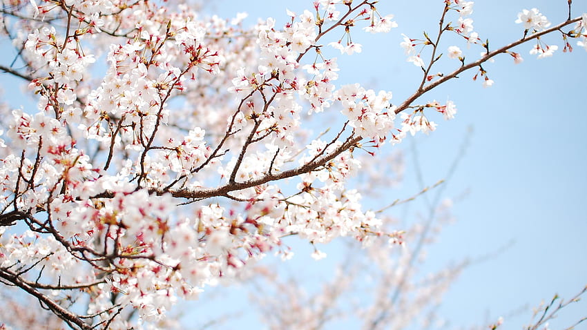 Japanese Cherry Blossom, Zen Japanese Cherry Blossom HD wallpaper