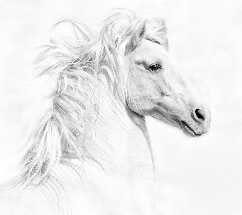 Retrato de cavalo branco, cavalo, branco, ótimo, retrato, lindo papel de parede HD