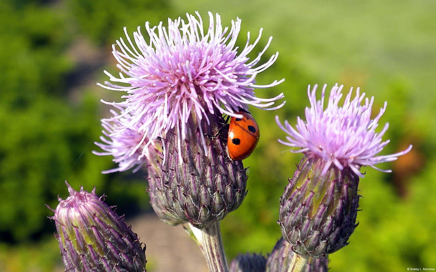Flower, Plant, Macro, Ladybug, Ladybird HD wallpaper