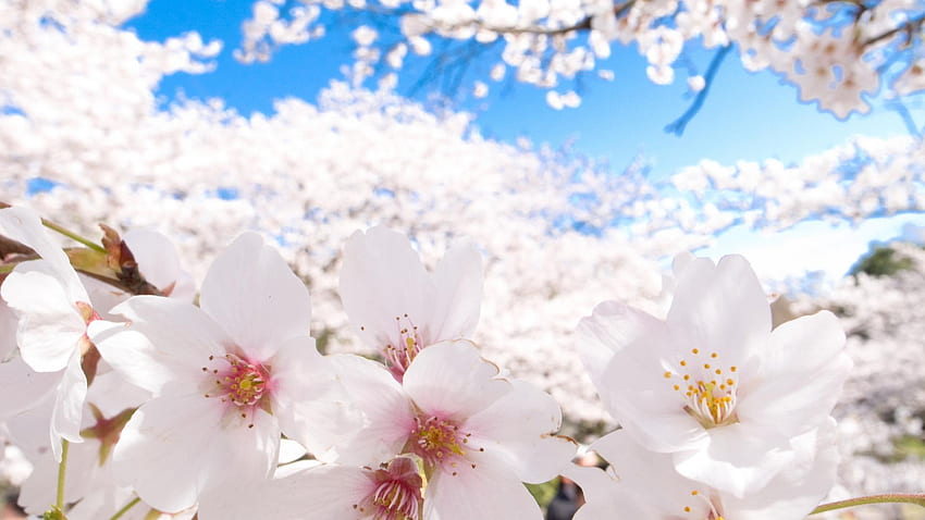 Kyoto cherry blossoms depth of field flowers HD wallpaper