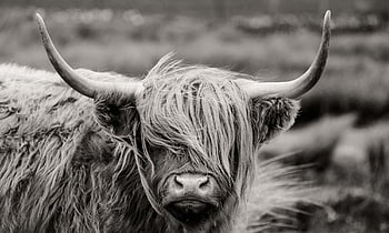 59000 Highland Cow Wallpaper Pictures