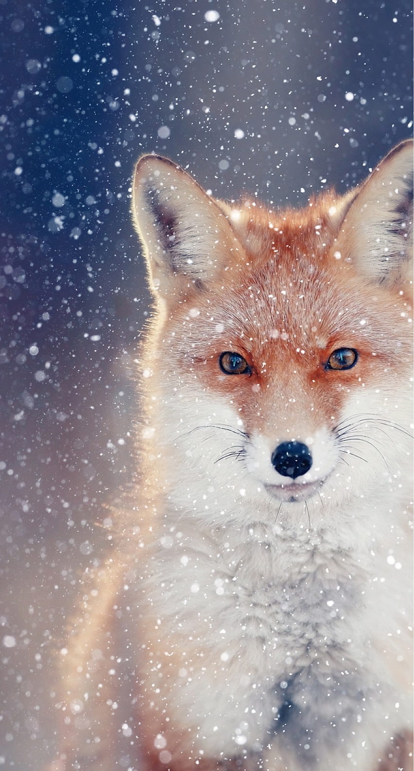 Cute Fox - niesamowity, zabawny lis Tapeta na telefon HD
