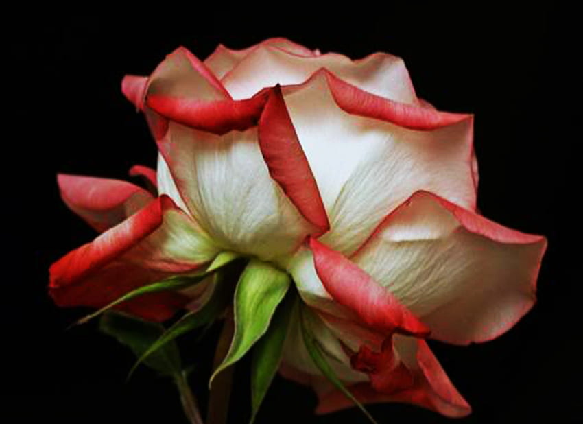 Rose, colors, nature, flowers, roses HD wallpaper | Pxfuel
