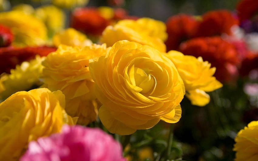 Blumen, Rosen, aufgelöst, lose, Garten, anders HD-Hintergrundbild