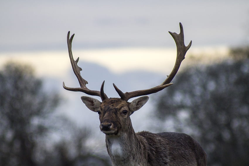 Animals, Blur, Smooth, Deer, Horns HD wallpaper