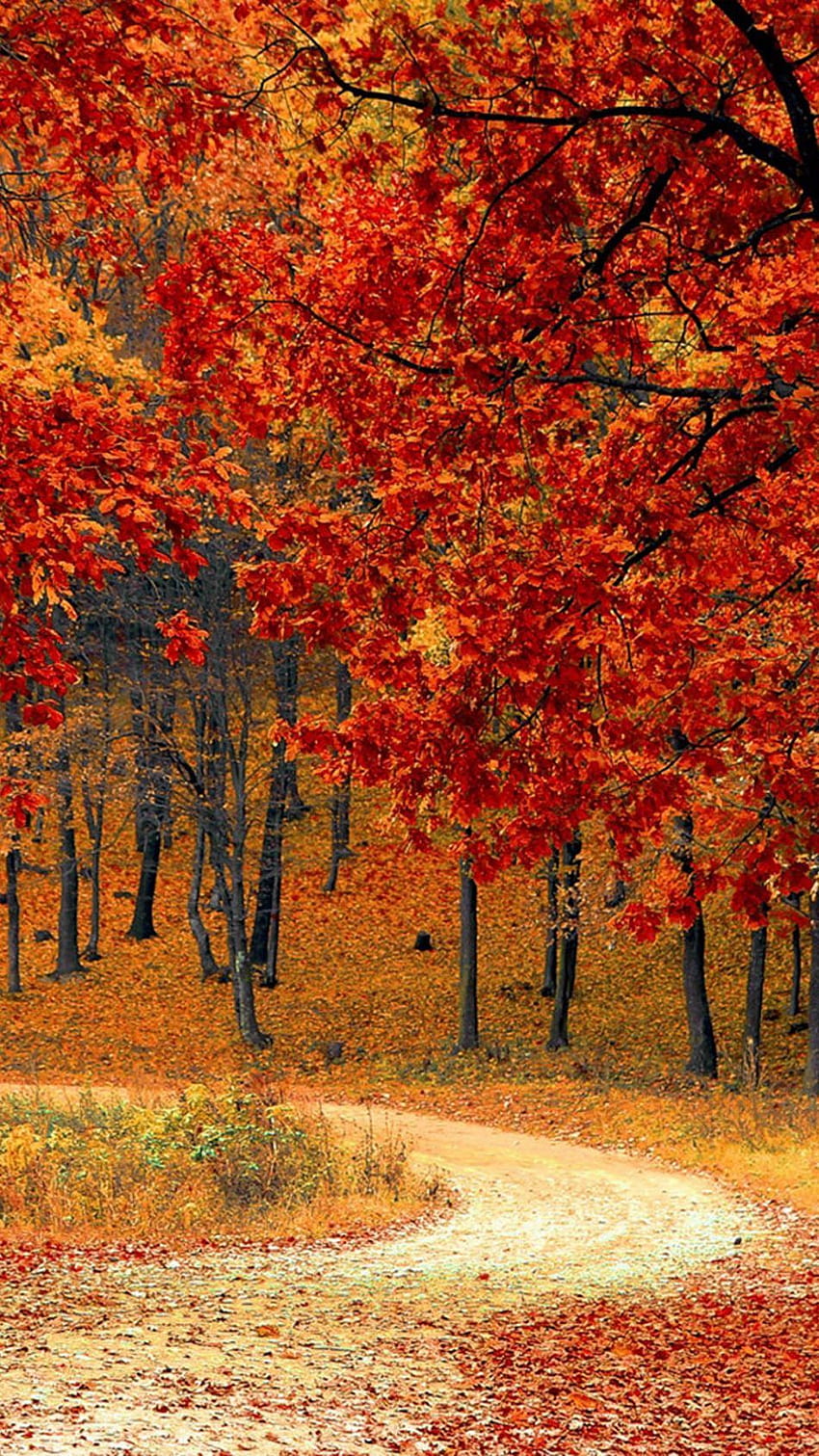 美しい秋の道と木々ウルトラモバイル。 秋の風景, 秋 , 自然の, 秋の人物 HD電話の壁紙