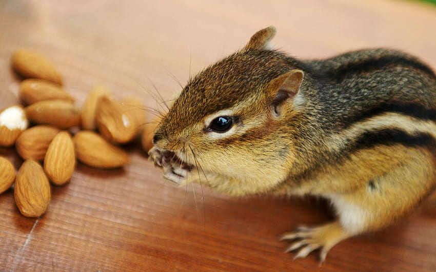 Écureuil mignon, animal, noix, manger, écureuil Fond d'écran HD