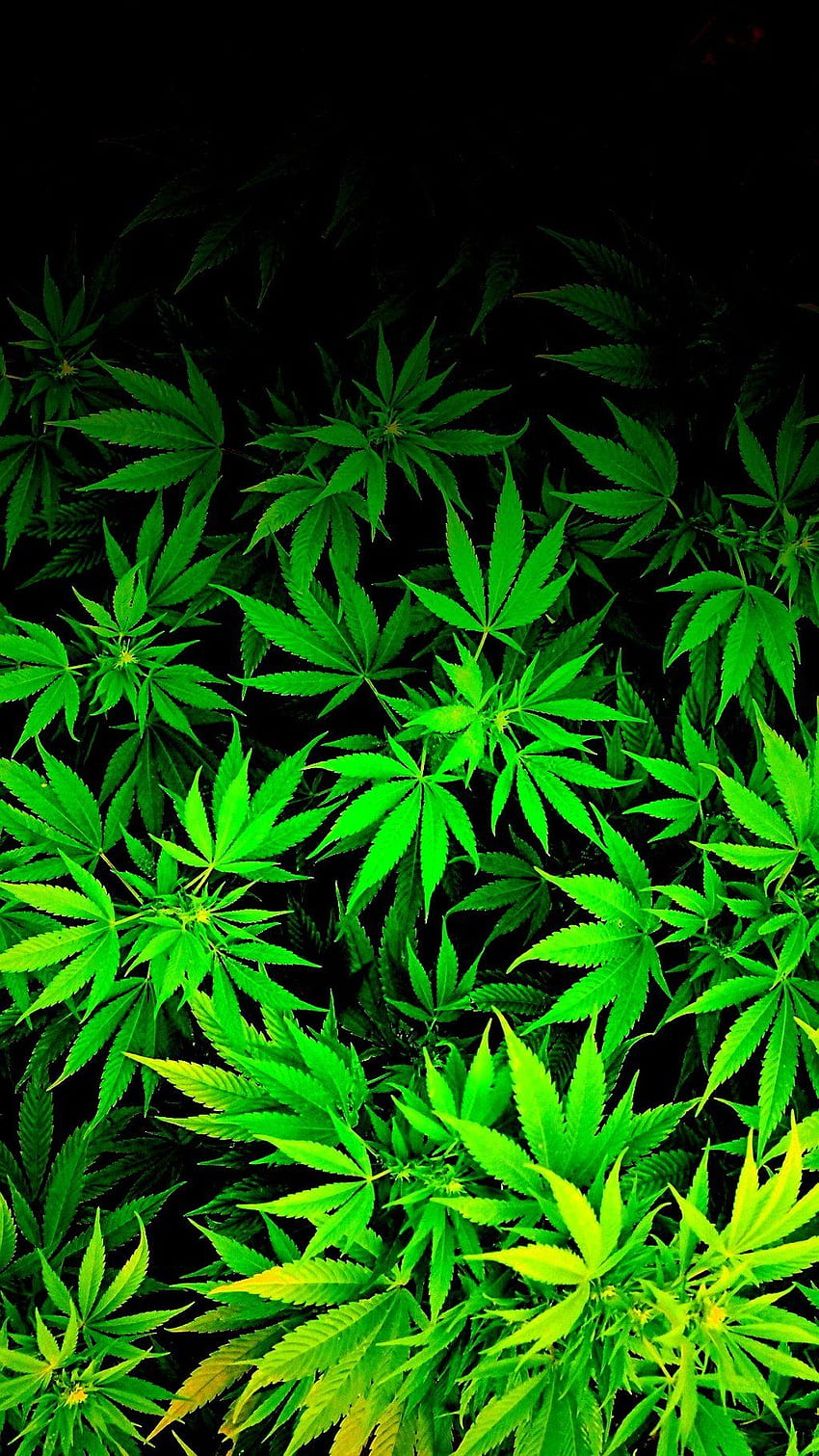 iPhone Marihuana, Ganja HD-Handy-Hintergrundbild
