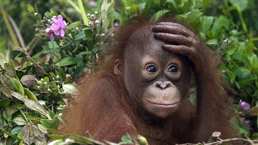 Orangutan and Background, Baby Orangutan HD wallpaper