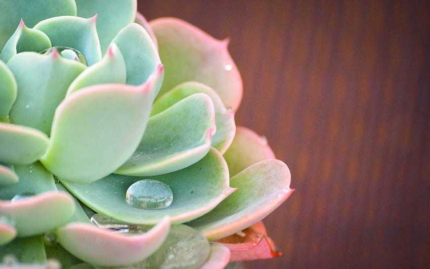 Succulent and Collection, Cute Succulent HD wallpaper
