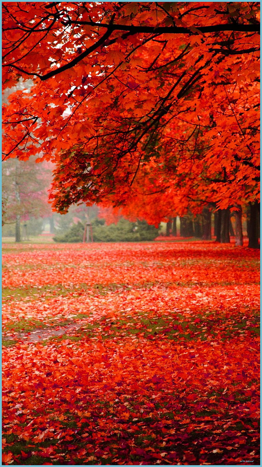 낙엽, 단풍나무 잎, 빨강, 나무, 가을의 크리스마스 - 빨간 나무 배경 HD 전화 배경 화면
